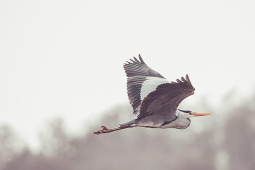 Free Grey Heron Bird photo and picture