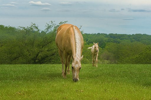 Free Horses Pasture photo and picture