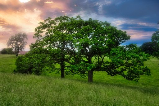 Free Trees Hill photo and picture