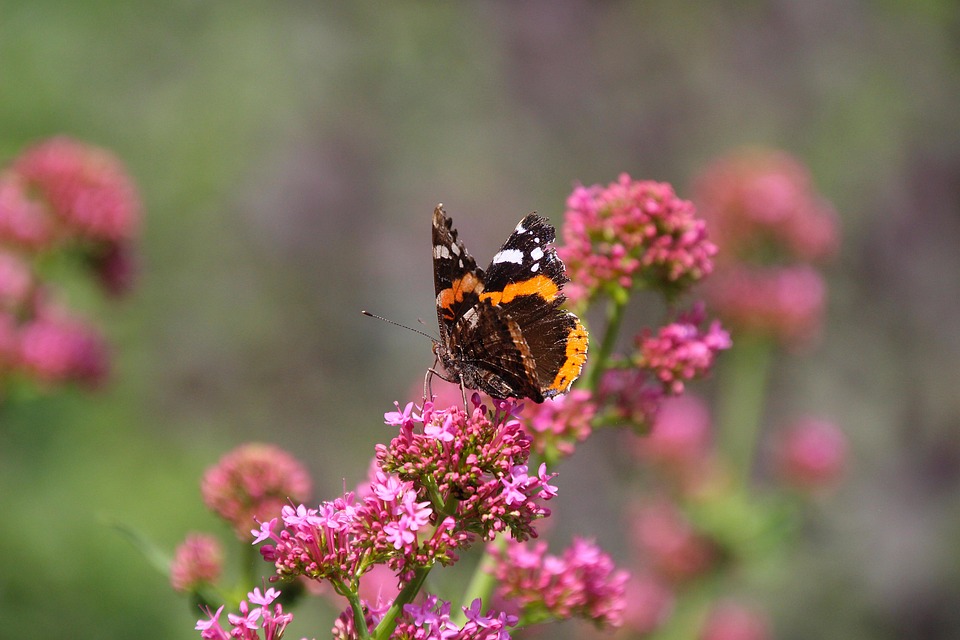 Butterfly Flowers Pollinate Free photo on Pixabay Pixabay