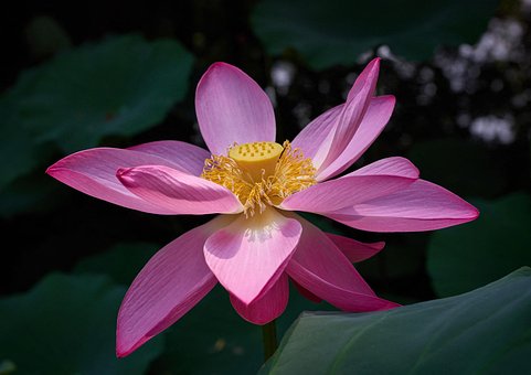 Free Lotus Flower photo and picture