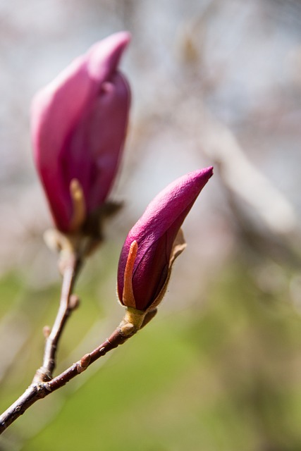Magnolia Flower Bud - Free photo on Pixabay - Pixabay