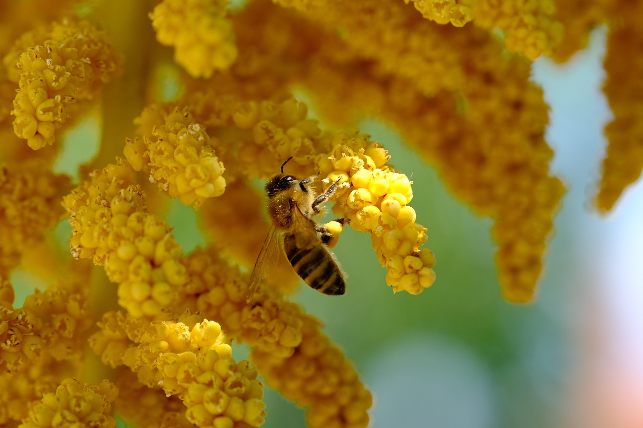 ヤシの花 蜂 受粉する - Pixabayの無料写真 - Pixabay