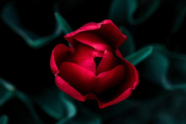 Rojo, Papel Pintado De Flores, Flor