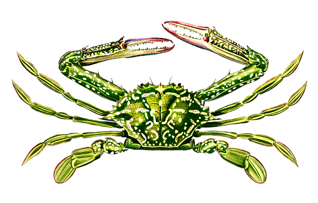 Free crab crustacean aquatic illustration