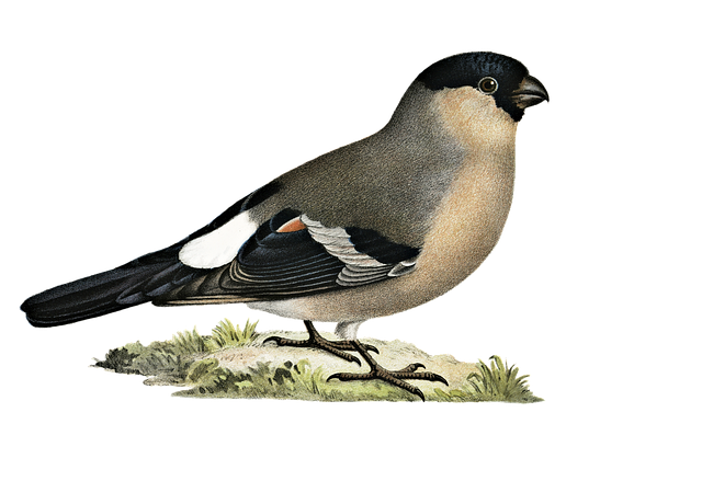 Free bullfinch female finch illustration