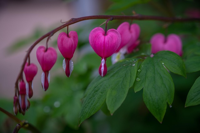 Tränendes Herz, Blumen, Pflanze, Tau