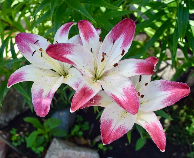 Blumen, Blüte, Lilie, Pflanze, Natur