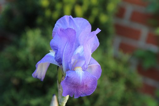90以上の無料アイリス青 花画像 Pixabay