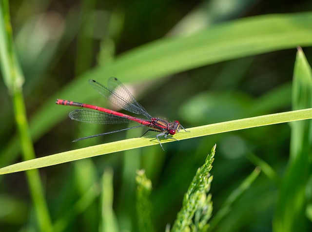 Large Red Damselfly, Damselfly, Gras
