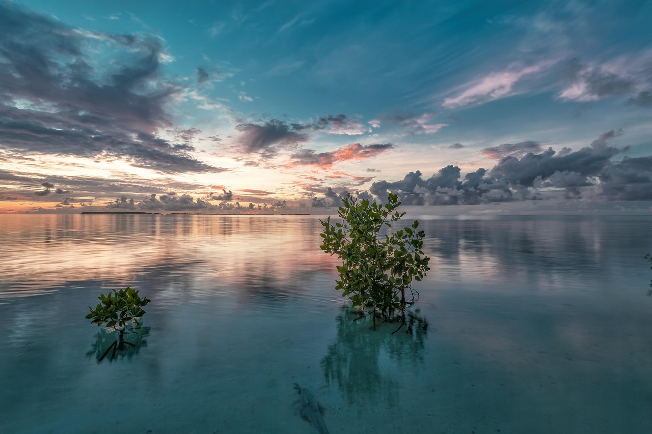 sea, mangrove, before sunrise