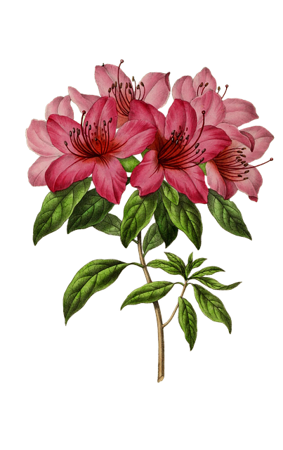 Blumen, Natur, Pflanze, Sammelalbum