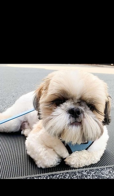 Free Dog Puppy photo and picture