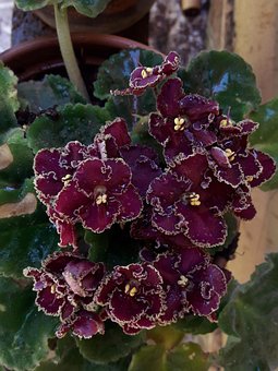 Free Flowers Nature photo and picture