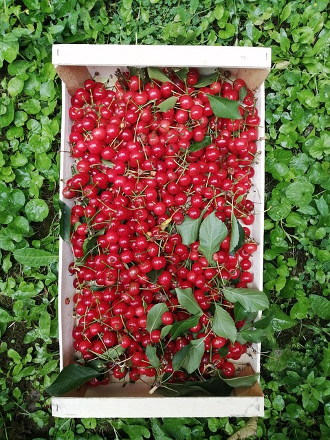 Free Sour Cherries Cherries photo and picture