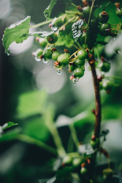 Beeren, Blatt, Grün, Garten, Tropfen