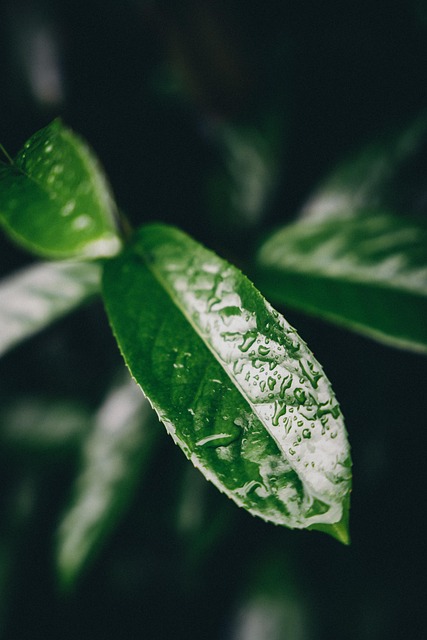 Blatt, Garten, Grün, Tropfen, Regen