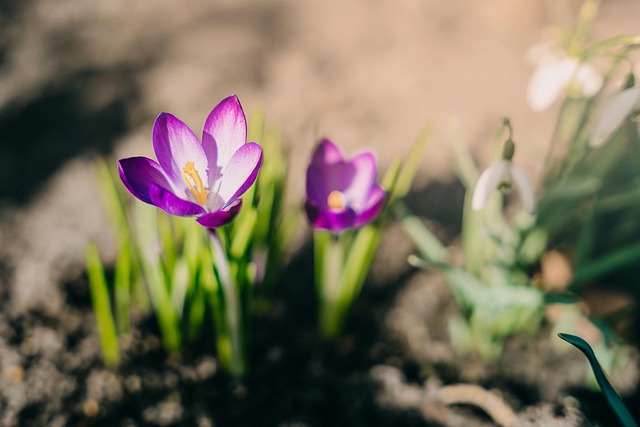Krokus, Blume, Lila Blume, Blütenblätter