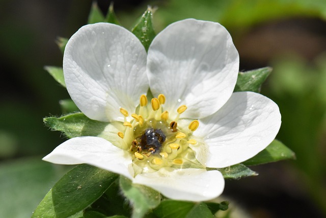 Free Strawberry Bloom photo and picture