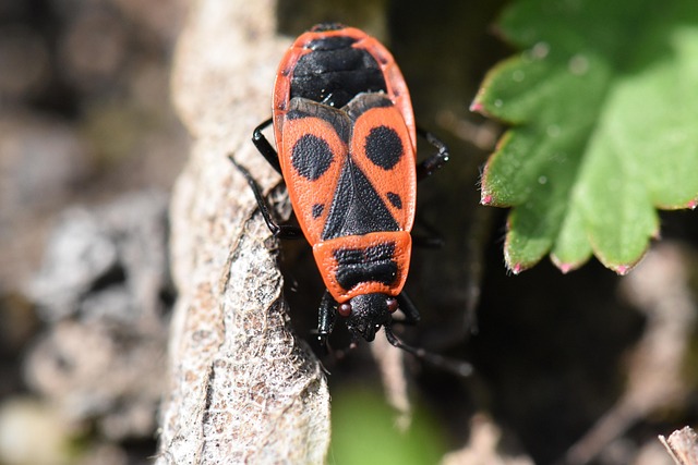 Free Bug Insect photo and picture