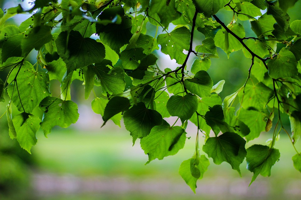 Tree Foliage Leaves - Free photo on Pixabay - Pixabay