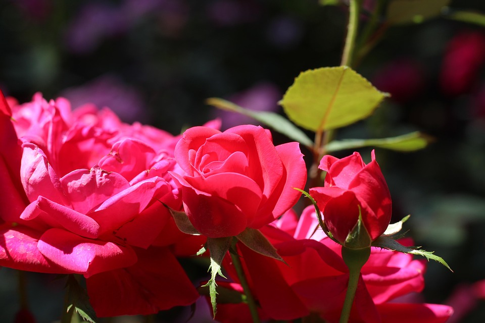 42 Roses Roses Bush Pink - Free photo on Pixabay - Pixabay