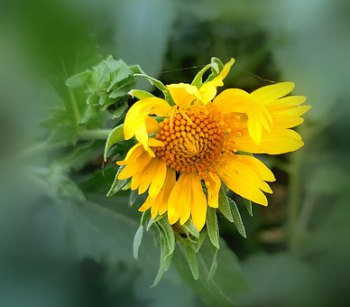 Sonnenblume, Blume, Pflanze, Gelbe Blume