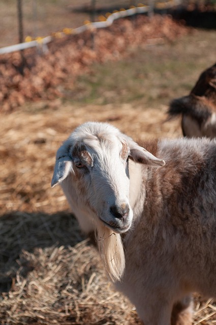 Free Goat Farm photo and picture