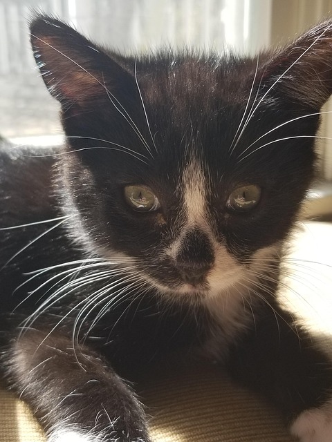 Free Kitten Tuxedo Cat photo and picture