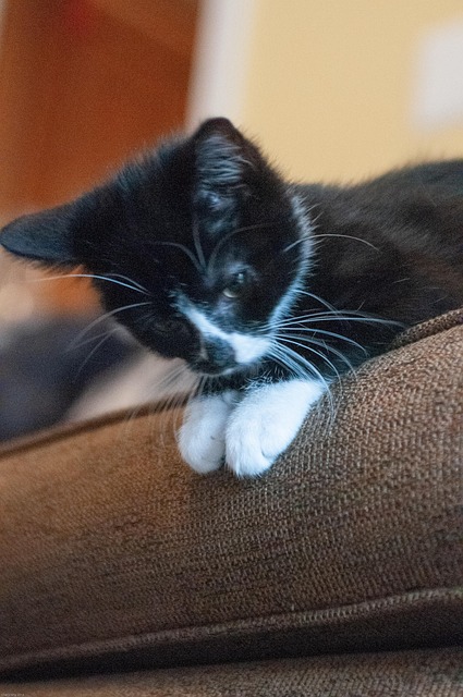 Free Kitten Tuxedo Cat photo and picture