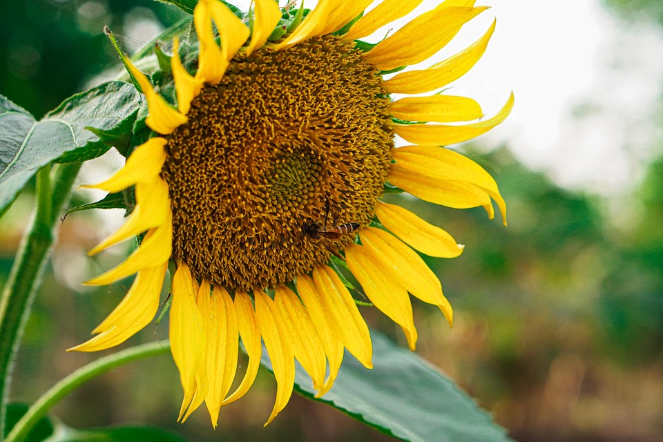 Sunflower Flower Bee - Free photo on Pixabay - Pixabay