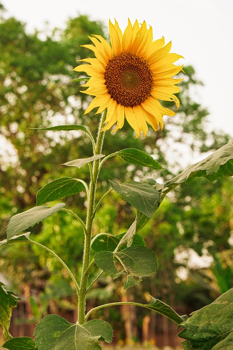 Sunflower Flower Plant Yellow - Free photo on Pixabay - Pixabay