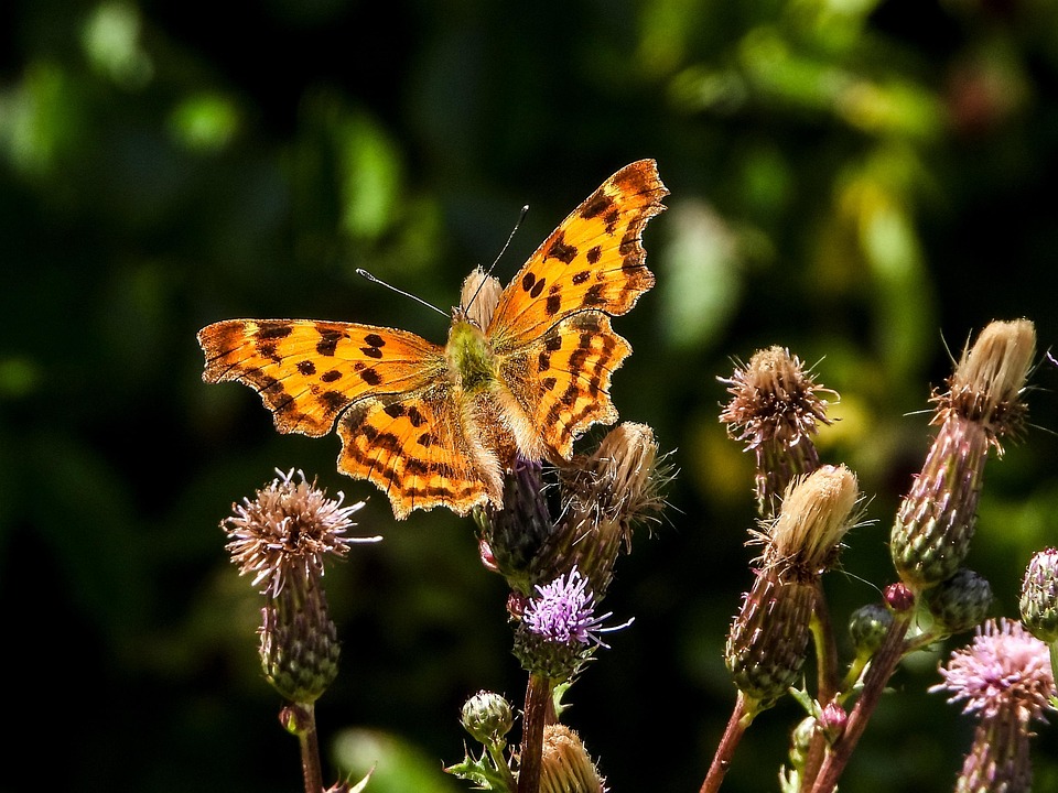 Faltered Image C-Falter Falter Schmetterling - Kostenloses Foto auf Pixabay