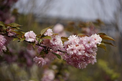 Free Flowers Beautiful Flowers photo and picture