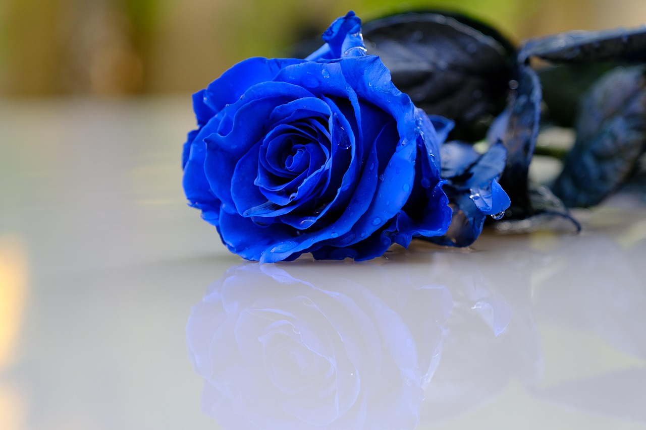 花 ローズ 青いバラ - Pixabayの無料写真 - Pixabay