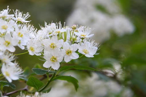 Finnischer Sommer, Pensasangervo, Blumen
