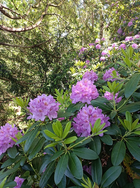 Rhododendron, Rhodo, Blomster