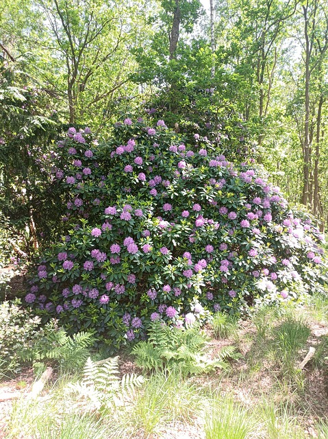 Rhododendron, Rhodo, Blomster