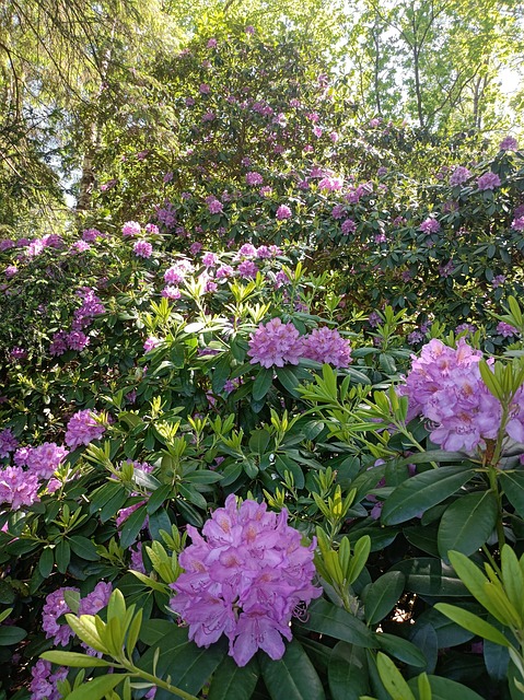 Rhododendron, Rhodo, Blomster