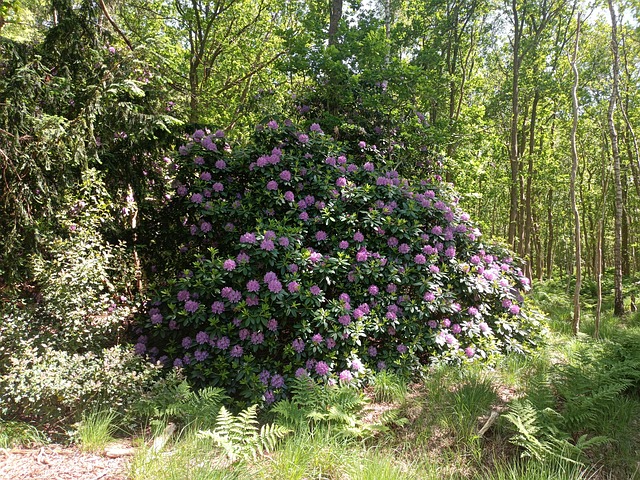 Rhododendron, Rhodo, Blomster
