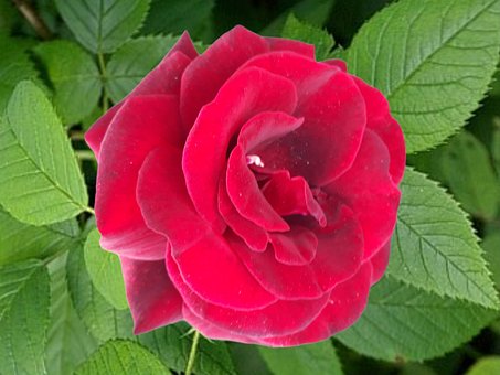 Rød Rose, Rose, Rosenblomst