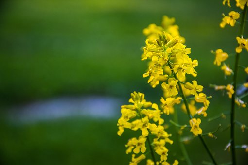 Finnischer Sommer, Schöne Blumen