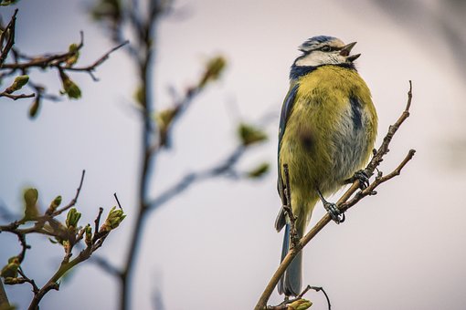 Free Blue Tit Bird photo and picture
