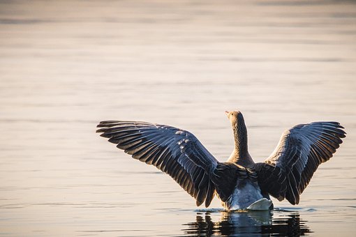 Free Goose Bird photo and picture