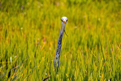 Free Grey Heron Meadow photo and picture