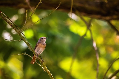 Free Common Redstart Bird photo and picture