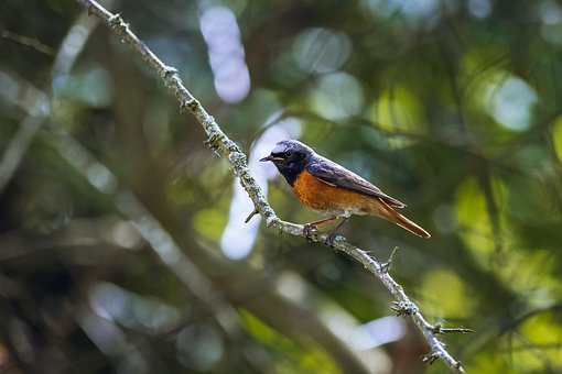 Free Common Redstart Bird photo and picture