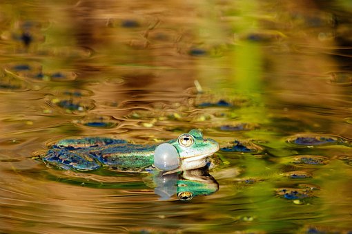 Free Frog Animal photo and picture