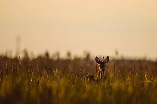 Free Roe Deer Antler photo and picture