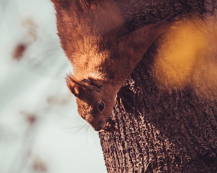 Free Squirrel Rodent photo and picture